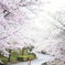 桜坂