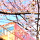 桜と電車