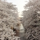 桜と神田川