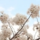 桜と青空