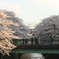 花見客