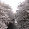 桜の間から見える中央線
