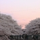 夕焼けとさくら