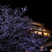 夜桜