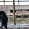 ペンギン