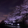 桜と電花