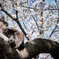 にゃん桜