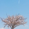 春空とサクラ