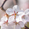 畑のしだれ桜
