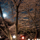 月夜桜