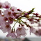 Cherry blossoms