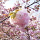 造幣局の桜たち