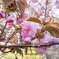造幣局の桜たち
