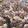 造幣局の桜たち