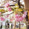 造幣局の桜たち