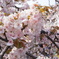 造幣局の桜たち