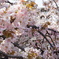 造幣局の桜たち