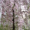 流れる桜