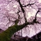 桜の雨