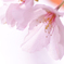sakura色