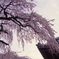 春の滝