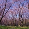 Forest of Spring
