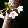 モダン　オブ　桜
