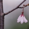 この花が散るとき