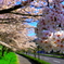 桜のお出迎え