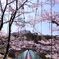 桜と吊橋