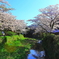 桜のある風景