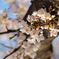 桜の木