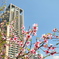 ビルと桜