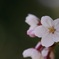 sakura no hana