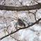 hanami