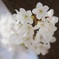 sakura furea