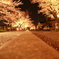 さくらさくらの散歩道