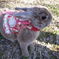 うさぎ①