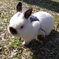 うさぎ②