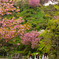 八重桜×甘ロリ