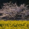 桜と菜の花コラボ