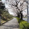 歩道と桜