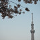 スカイツリーと桜