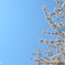 桜と空