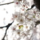 桜光