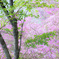 江汐公園の桃色