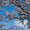 桜伯耆富士