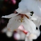SAKURAという生き方