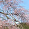 20120418-sidare zakura2