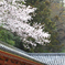 八幡市のさくら